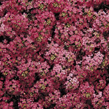 Алиссум морской компактный (Lobularia maritima)