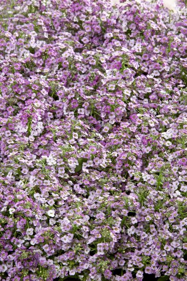 Алиссум морской компактный (Lobularia maritima)