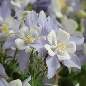 Аквилегия гибридная (Aquilegia hybrida)