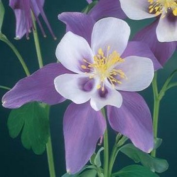 Аквилегия гибридная (Aquilegia hybrida)