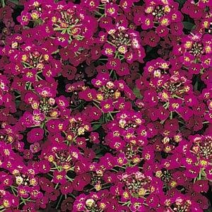 Алиссум морской компактный (Lobularia maritima)