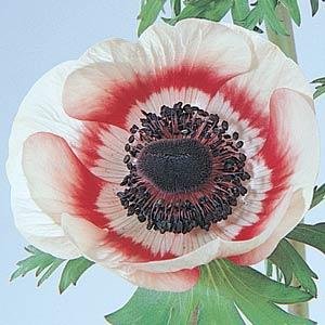 Анемона (Ветреница) корончатая (Anemone coronaria)