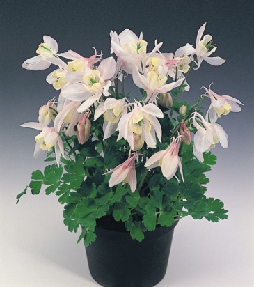 Аквилегия вееровидная (Aquilegia flabellata)