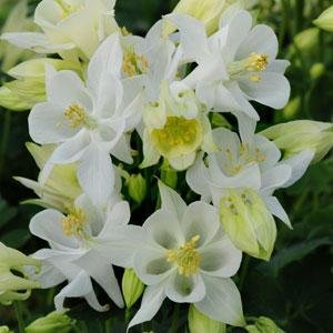 Аквилегия обыкновенная (Aquilegia vulgaris)