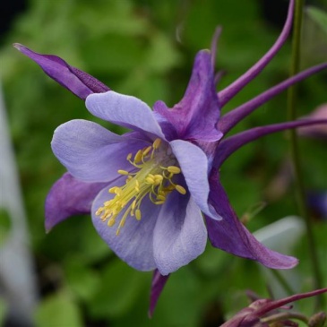 Аквилегия гибридная (Aquilegia hybrida)