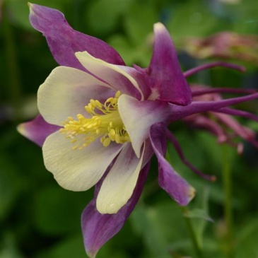 Аквилегия гибридная (Aquilegia hybrida)