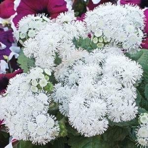 Агератум мексиканский (Ageratum houstonianum)