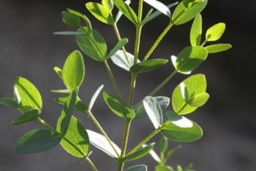 Эвкалипт мелколистный (Eucalyptus parvifolia)