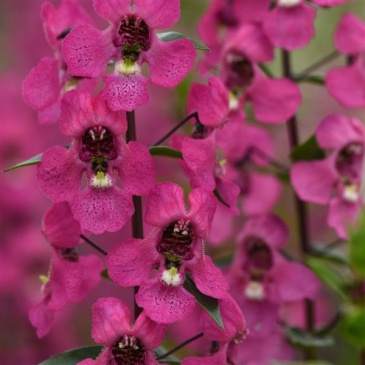 Ангелония узколистная (Angelonia angustifolia)