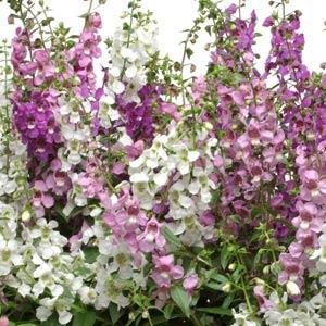 Ангелония узколистная (Angelonia angustifolia)