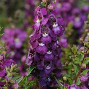 Ангелония узколистная (Angelonia angustifolia)