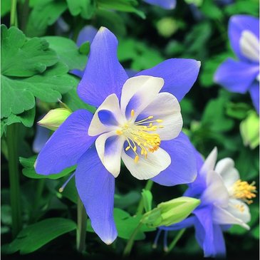 Аквилегия гибридная (Aquilegia hybrida)