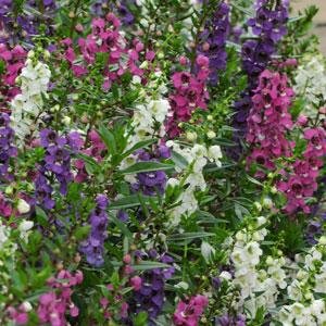 Ангелония узколистная (Angelonia angustifolia)