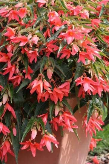 Бегония боливийская ампельная (Begonia boliviensis x hybrida) Бегония боливийская ампельная (Begonia boliviensis x hybrida)