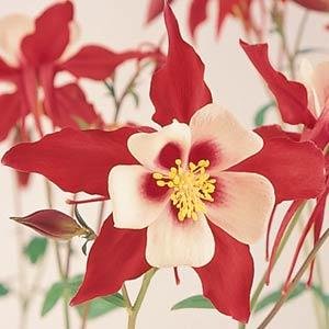 Аквилегия гибридная (Aquilegia hybrida)