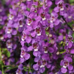 Ангелония узколистная (Angelonia angustifolia)