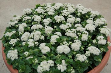 Агератум мексиканский (Ageratum houstonianum)