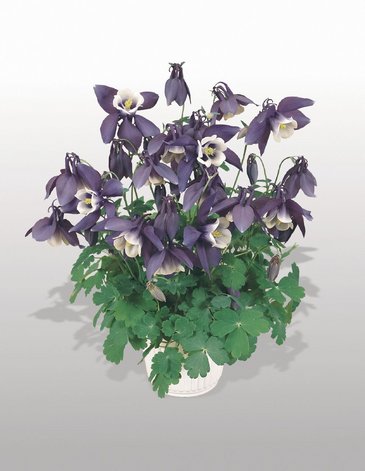 Аквилегия гибридная (Aquilegia hybrida)