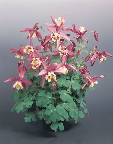 Аквилегия гибридная (Aquilegia hybrida)