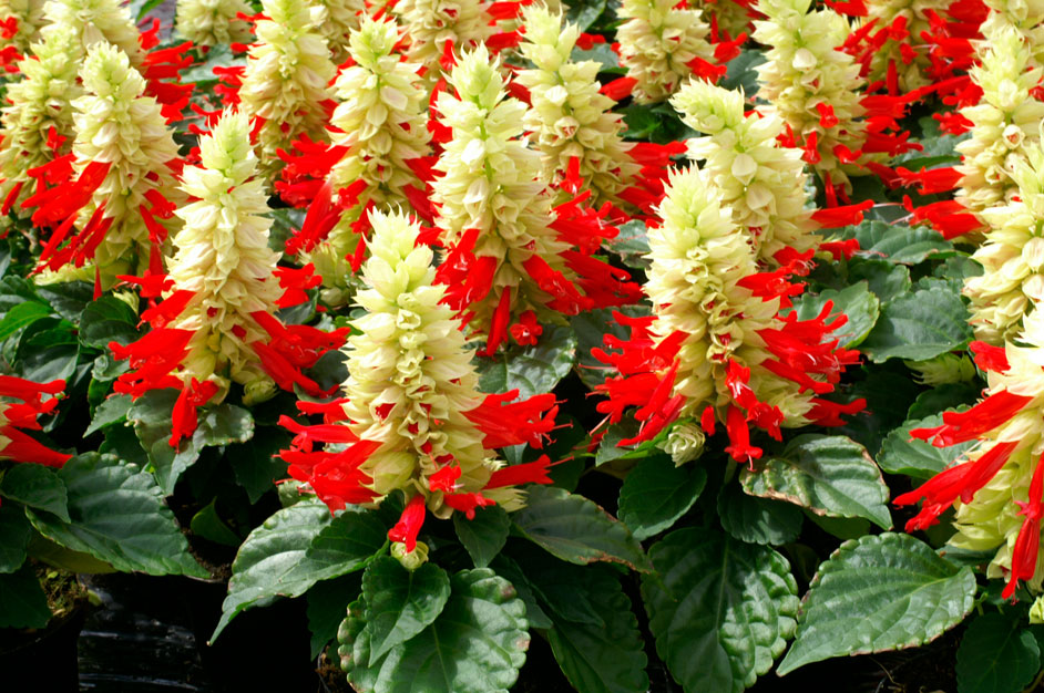 ÐÐ°ÑÑÐ¸Ð½ÐºÐ¸ Ð¿Ð¾ Ð·Ð°Ð¿ÑÐ¾ÑÑ Salvia splendens
