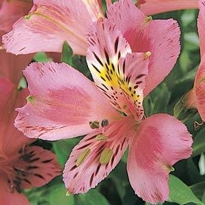 Альстромерия гибридная (Alstroemeria hybrida)