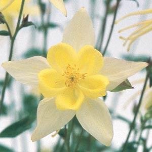 Аквилегия гибридная (Aquilegia hybrida)