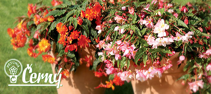 cerny_begonia_chanson.jpg cerny_begonia_chanson.jpg