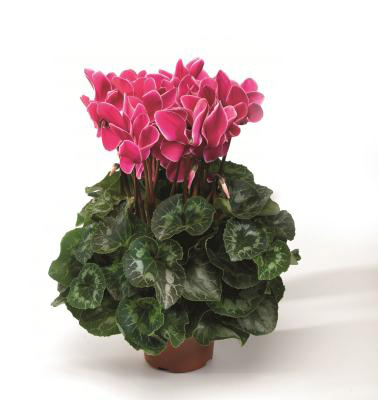 Cyclamen-Rainier.jpg Cyclamen-Rainier.jpg