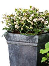 Helleborus.jpg