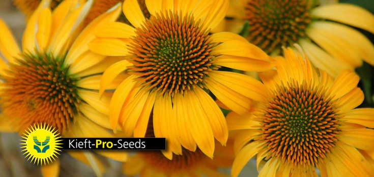 kieftseeds.jpg kieftseeds.jpg