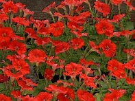 Петуния мелкоцветковая
