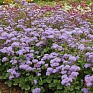 Агератум мексиканский (Ageratum houstonianum)