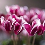 Цикламен персидский (Cyclamen persicum)