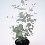 Эвкалипт (Eucalyptus gunnii)