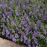 Ангелония узколистная (Angelonia angustifolia)