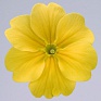 Примула высокая (Primula elatior)