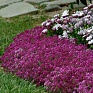 Алиссум морской (Lobularia maritima)