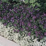 Алиссум морской (Lobularia maritima)
