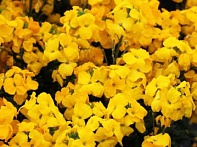 Лакфиоль Чери