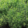 Бархатцы нителистные (Tagetes filifolia)