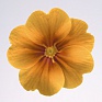 Примула высокая (Primula elatior)