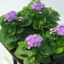 Агератум мексиканский (Ageratum houstonianum)