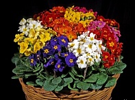 Примула полиантовая (многоцветковая)