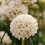 Армерия ложноармерия (Armeria pseudarmeria)