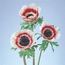Анемона (Ветреница) корончатая (Anemone coronaria)