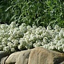 Алиссум морской (Lobularia maritima)