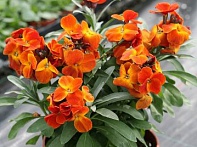 Лакфиоль Чери