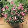 Альстромерия гибридная (Alstroemeria hybrida)