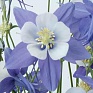Аквилегия гибридная (Aquilegia hybrida)