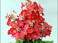 Примула нежная